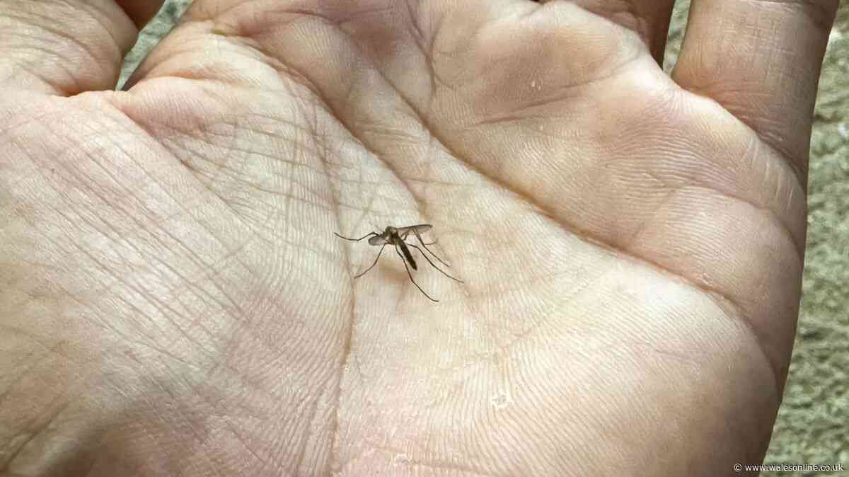 Natural insect repellent scent that midges and mosquitoes 'naturally avoid'