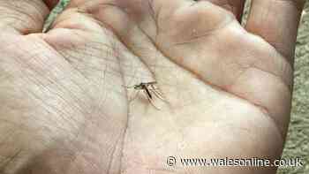 Natural insect repellent scent that midges and mosquitoes 'naturally avoid'