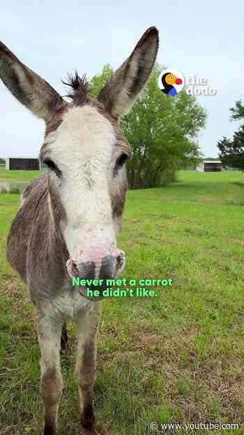 Meet The Rescued Animals Who Make This 1,400-Acre Sanctuary So Special | The Dodo