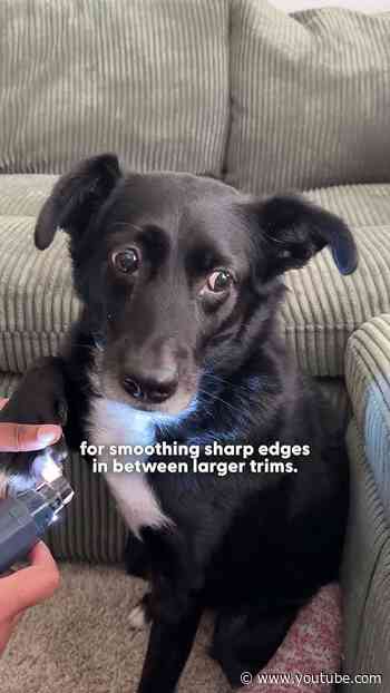 Which Nail Took Is Right For Your Dog? | The Dodo