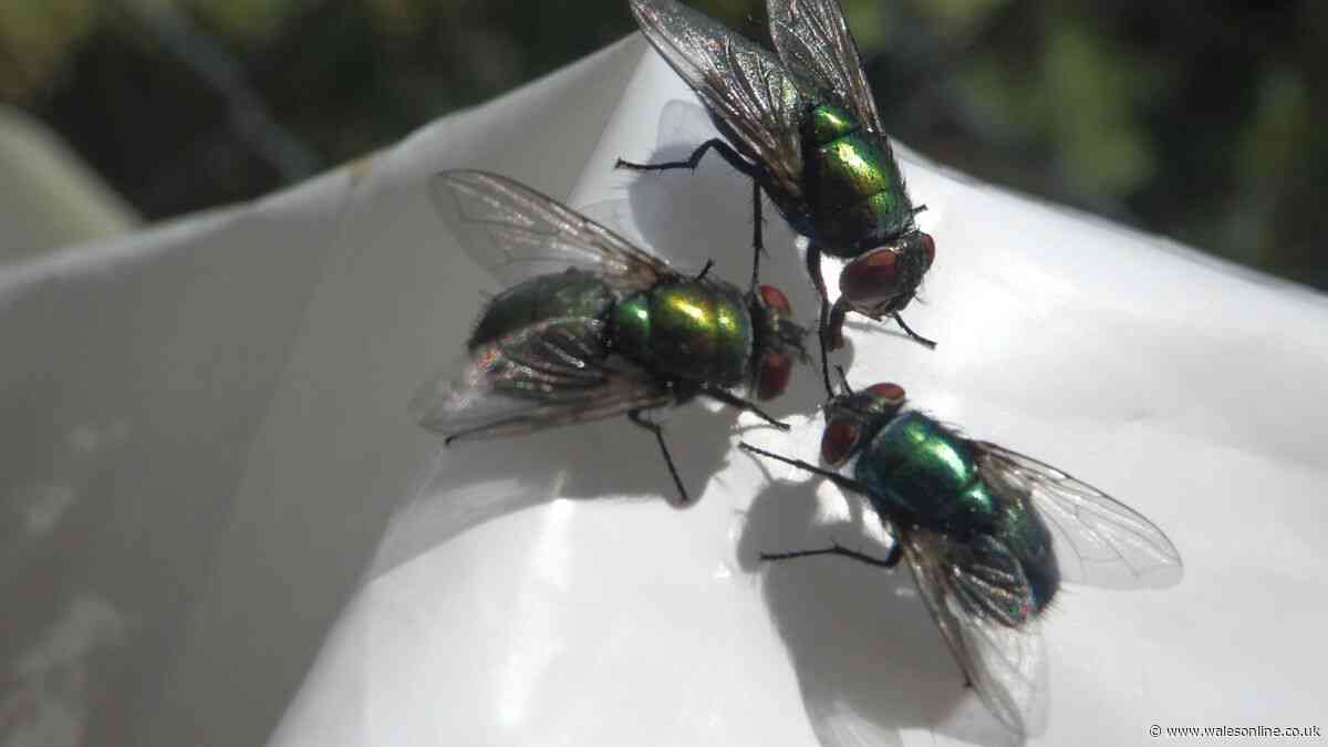 Flies will stay away from your wheelie bins if you place 1 household item they hate inside