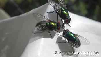Flies will stay away from your wheelie bins if you place 1 household item they hate inside