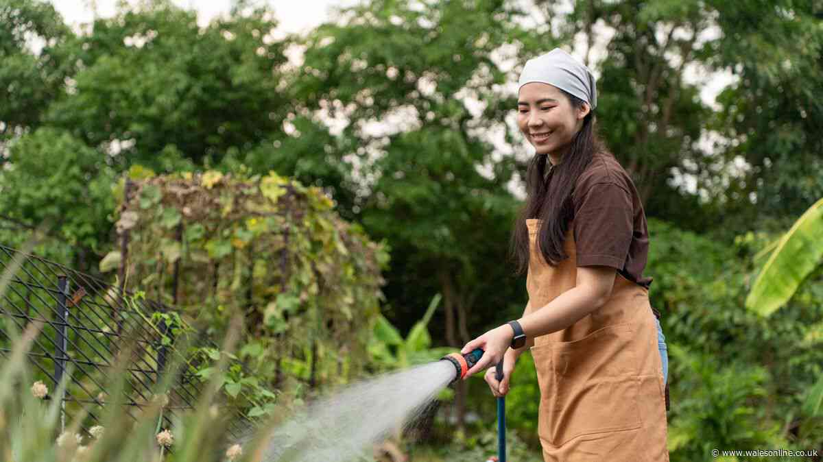 'Best time' to water garden plants in June – it's not in the morning