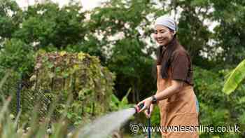 'Best time' to water garden plants in June – it's not in the morning