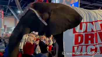 Moment ELEPHANT brought into Texas Republican convention PEES all over the floor after being marched through crowd