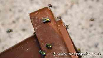Waste bins will never be invaded by flies if you put in 1 natural item cleaner loves