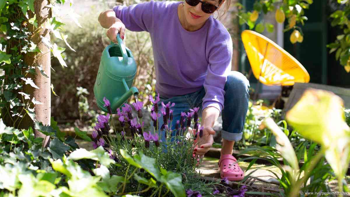 Avoid wilted plants by watering garden at 1 time of day - not the morning
