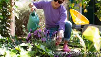 Avoid wilted plants by watering garden at 1 time of day - not the morning
