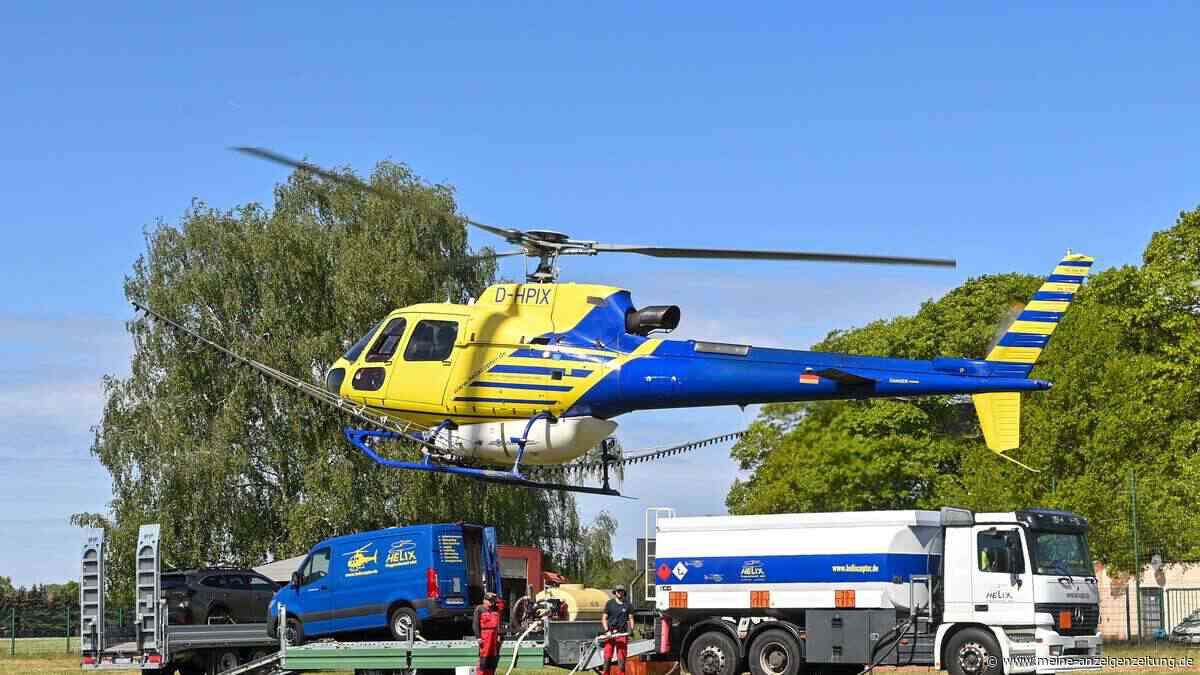 Gefährliche Raupen erobern Deutschland – das ist der Grund für Hubschrauber-Einsätze