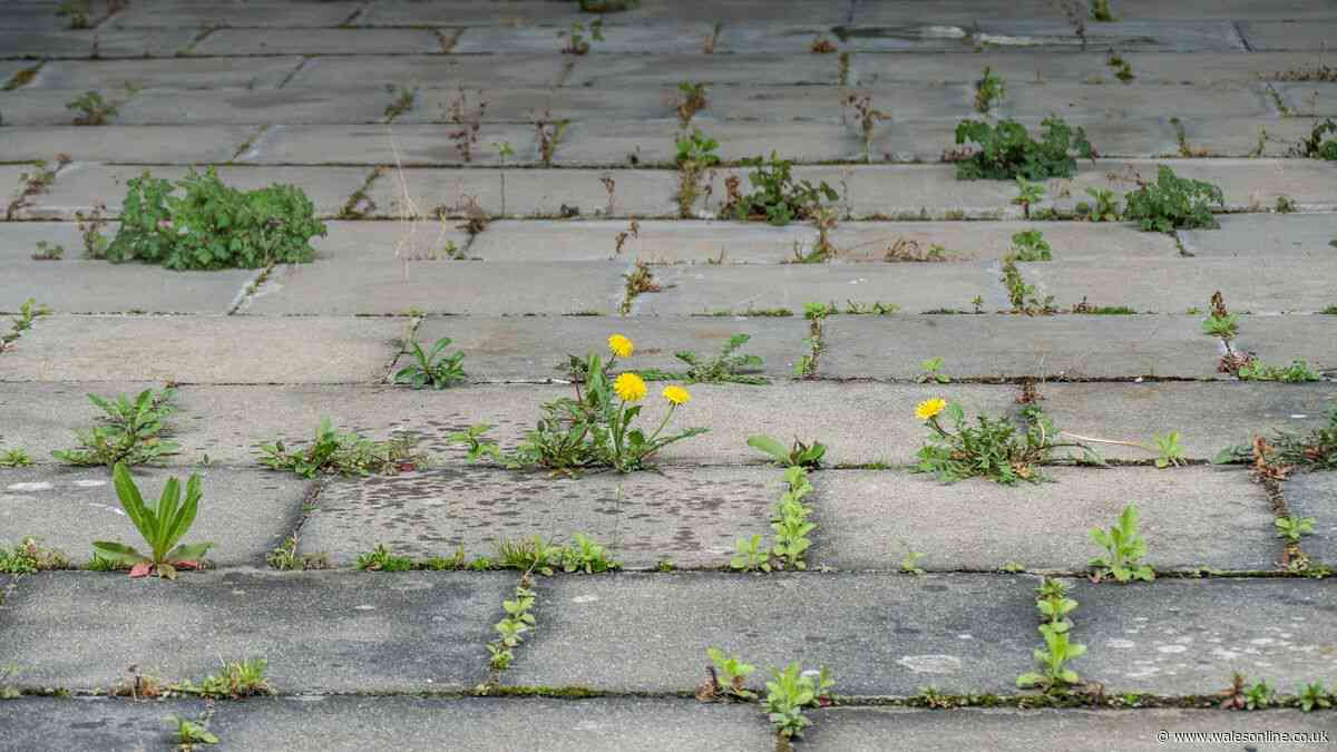 I tested 2 cheap household items to kill garden weeds — one method worked best