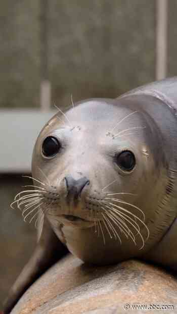 The fight to stop animals dying in fishing nets