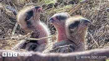 First few days of new chicks hatched at osprey centre captured on camera