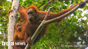 Four days of extreme rain killed 7% of world's rarest orangutans, study says