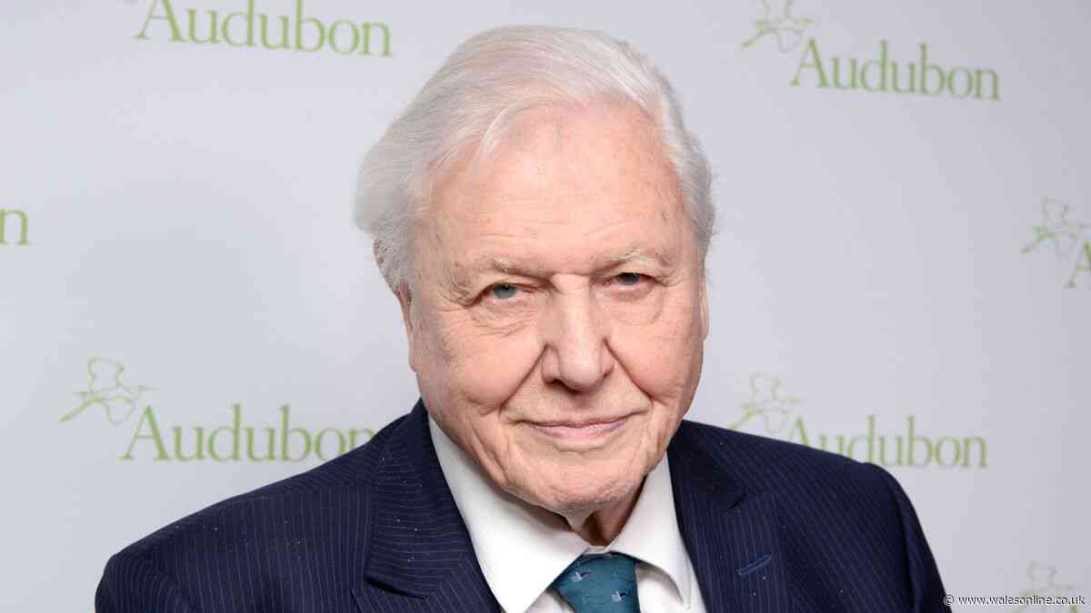 David Attenborough has breakfast linked with anti-ageing and brain health