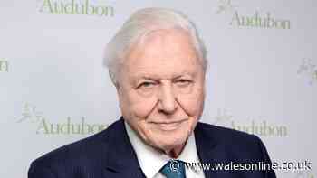 David Attenborough has breakfast linked with anti-ageing and brain health