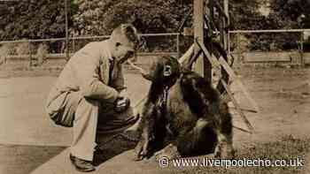 The forgotten Liverpool zoo that was once home to a smoking chimp