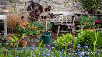 Gardening expert shares 'beginner-friendly' vegetables you can grow in June