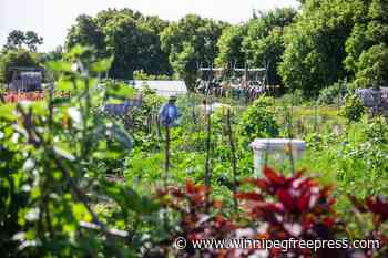 Community gardens, urban farms more than hobby spaces, report authors say