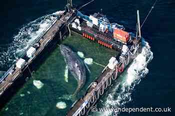 Timmy, Germany’s humpback whale, likely lived for only five days after controversial rescue effort