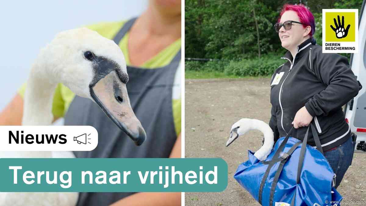 Opgevangen vogels mogen terug naar de natuur 🦢☘️