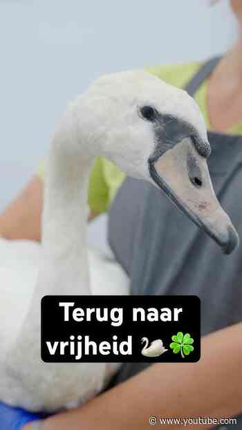 De terugweg naar vrijheid 🦢☘️