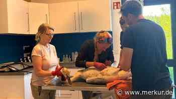 Am Tegernsee: Schwan verschluckt Angelzubehör, Küken offenbar von Hund gerissen
