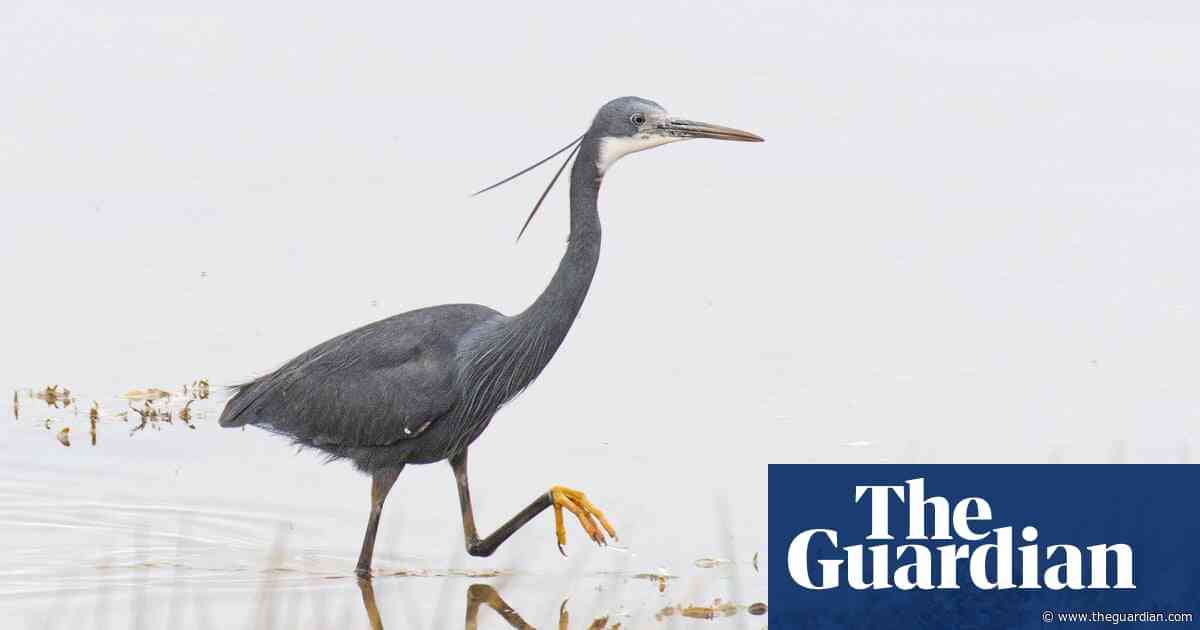 Tropical heron spotted in UK for first time as more exotic birds arrive to thrill birdwatchers