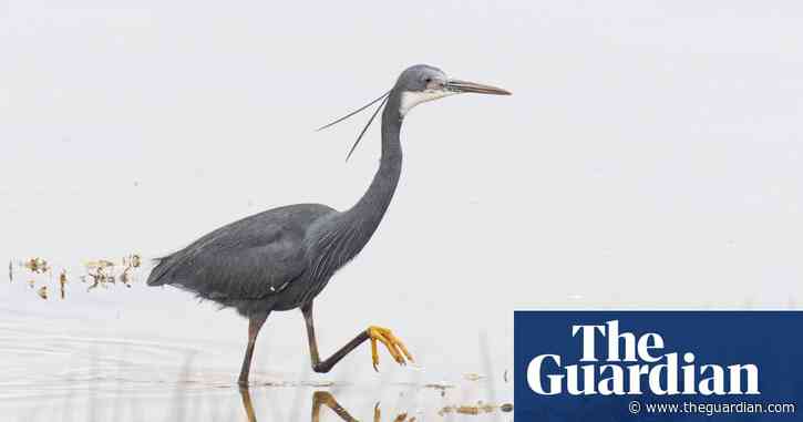 Tropical heron spotted in UK for first time as more exotic birds arrive to thrill birdwatchers