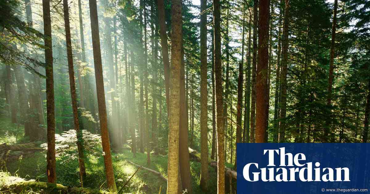 Trees may store less planet-heating carbon than hoped, study suggests