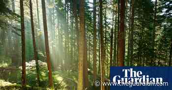 Trees may store less planet-heating carbon than hoped, study suggests
