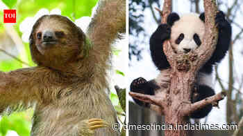 5 animals that are often called the world's dumbest