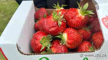Manitoba berry producers 'play it by ear' after heavy rains, floods hit weeks before harvest