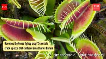 How does the Venus flytrap snap? Scientists crack a puzzle that confused even Charles Darwin