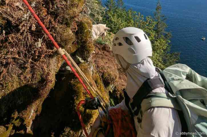 Stranded dog ‘in good health’ after being rescued north of Harrison Hot Springs