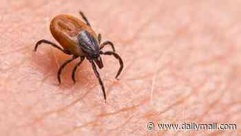 Rare bacteria that causes more severe form of Lyme disease found in new US state for first time