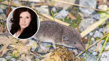 Kind spielte mit toter Spitzmaus im Keller: Kann man sich in München mit dem Bornavirus infizieren?