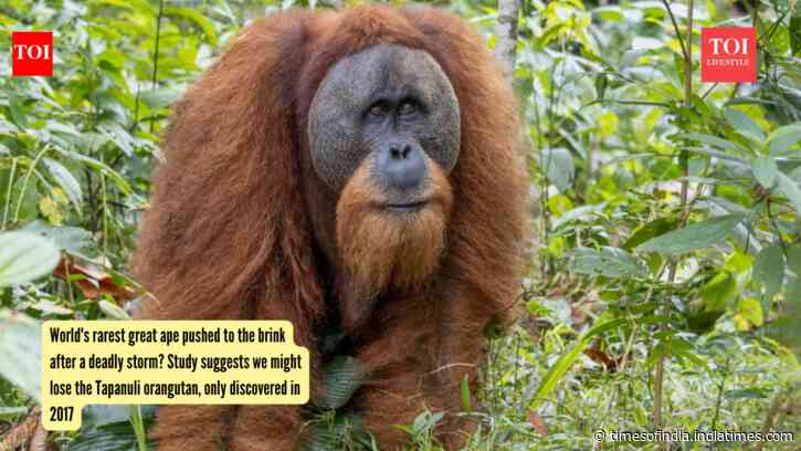 World's rarest great ape pushed to the brink after a deadly storm? Study suggests we might lose the Tapanuli orangutan, only discovered in 2017