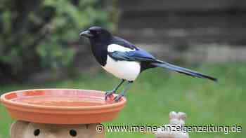 Elster im Garten – was der Besuch zu bedeuten hat