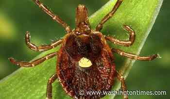 What to know about alpha-gal syndrome, the life-threatening meat allergy caused by tick bites