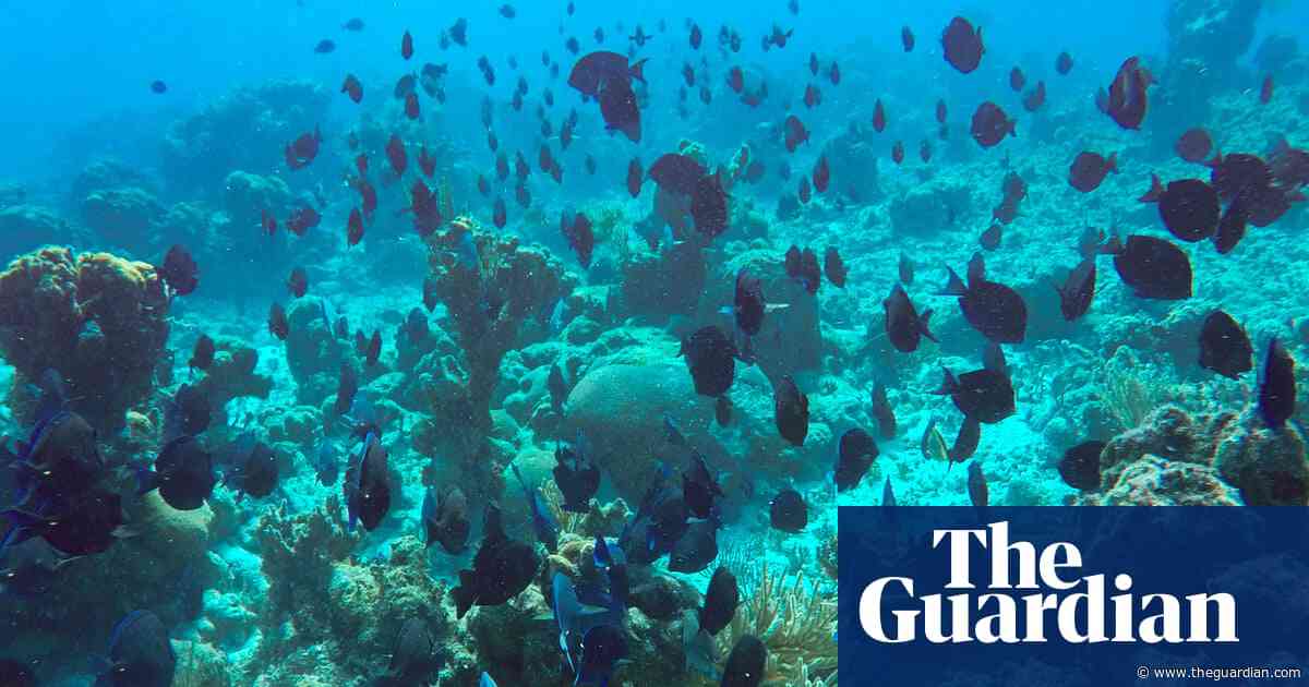 Freedivers, leftover cables and bits of clay: Cuba gets inventive to save its pristine reefs amid US blockade
