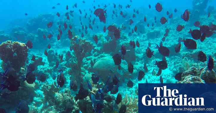Freedivers, leftover cables and bits of clay: Cuba gets inventive to save its pristine reefs amid US blockade