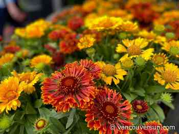 Brian Minter: How can your garden survive extreme heat? First look to the soil