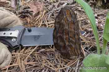 New tools and old habits meet in spring morel picking