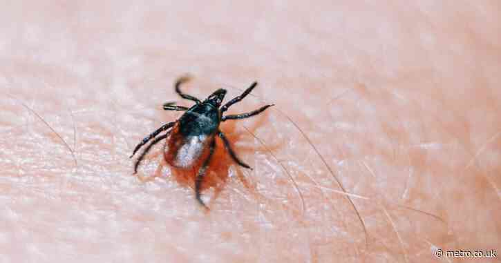 This tick bite could suddenly give you a life-threatening allergy to meat