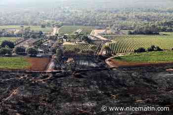 Des milliers d’arbres bientôt plantés pour reboiser une partie de la forêt détruite par l’incendie de Gonfaron en 2021