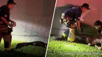 Davie firefighters and officers capture gator that eluded FWC for 2 years