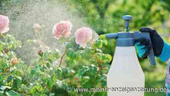 Neemöl im Garten: So vertreiben Sie Blattläuse ganz ohne Chemie