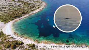 Sensationsaufnahme vor Kroatien-Insel: Fischer entdeckt 70 Tonnen schweren Meeresgiganten in der Adria