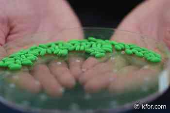 Screwworm meds for dogs, cats get emergency authorization. Should you get them for your pet?