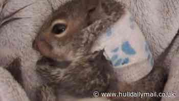 Saving Grace the injured squirrel has been a mission for Jacqui and warm-hearted supporters